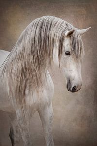 Portrait d'un étalon blanc | fineart | photographie équine