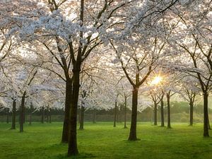 Lining up for Sunrise van Lars van de Goor