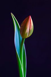 Elegant tulip