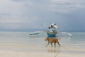 Photo de plage avec chien et bateau