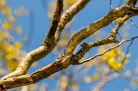 Wilgentak in de lente
