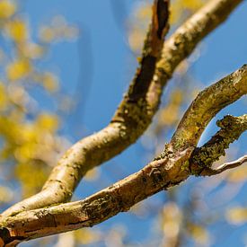 Weidenzweig im Frühling von Margot Hartgers