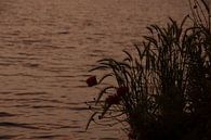 Klaprozen bij zonsondergang. Poppies at sunset. van Helma de With thumbnail