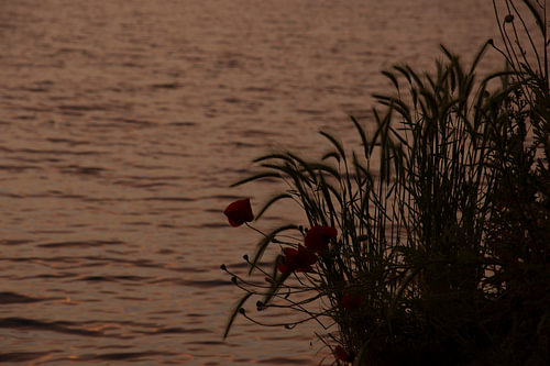 Klaprozen bij zonsondergang. Poppies at sunset.