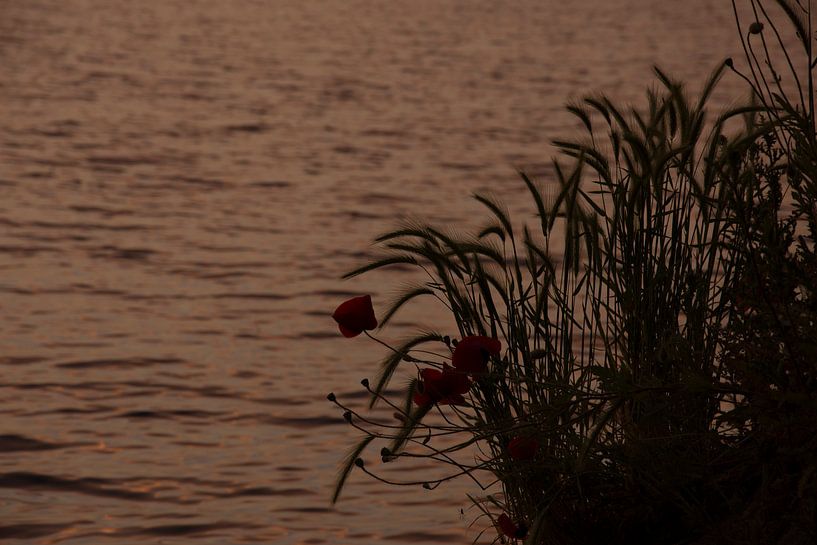 Klaprozen bij zonsondergang. Poppies at sunset. van Helma de With