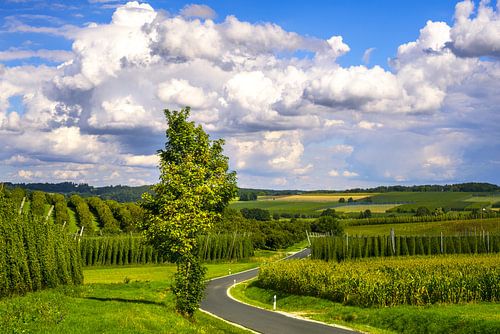 Hoptuin in de Hallertau