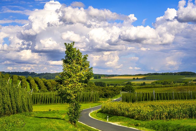 Hop garden in the Hallertau by ManfredFotos