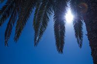 Palm