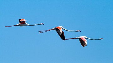 Flamingos 3 von Gijs de Kruijf