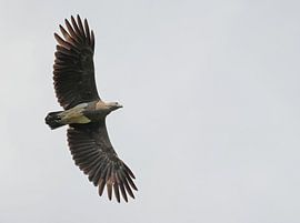 Kleiner Flussadler von Bjorn Alards