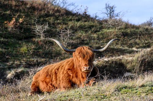 Schotse Hooglander