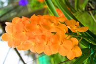 orangene orchidee in thailand von Babetts Bildergalerie Miniaturansicht