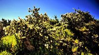 tenerife  met wildgroei  aan bloemen en blauwe lucht