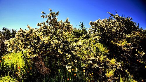 tenerife  met wildgroei  aan bloemen en blauwe lucht