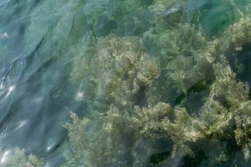 Meer van Bled water van sonja koning