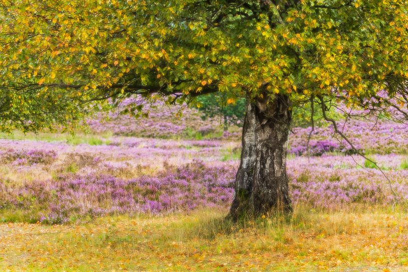 Alte Birke zur Heideblüte von Daniela Beyer