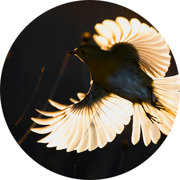 Roodborst, Erithacus rubecula van AGAMI Photo Agency