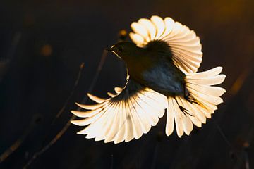 Roodborst, Erithacus rubecula van AGAMI Photo Agency