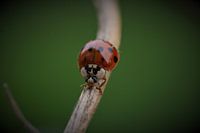 La coccinelle en mouvement