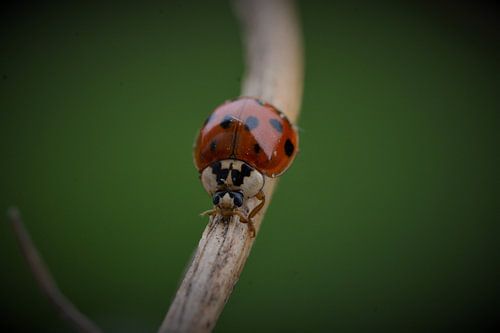 lieveheersbeestje op pad