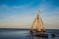 Eagle head Grevelingen - Zealand by Mascha Boot thumbnail