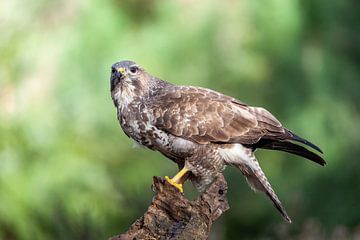 roofvogel in beeld de Buizerd van Björn van den Berg