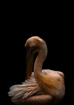 Pink Pelican van Jan Eijk