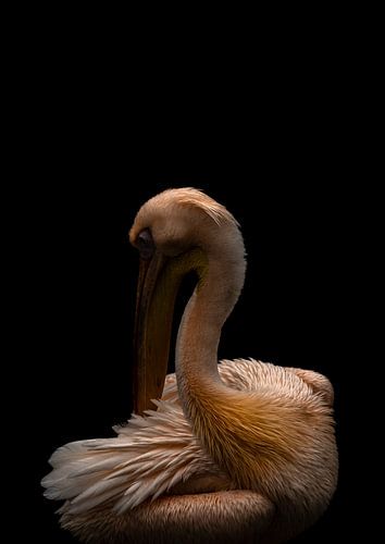 Pink Pelican