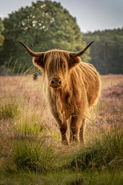 Schottisches Hochlandrind auf der blühenden Heide von „Het Groote Zand“ bei Hooghalen von KB Design & Photography (Karen Brouwer)