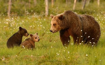 Brown Bear With Cubs by Harry Eggens