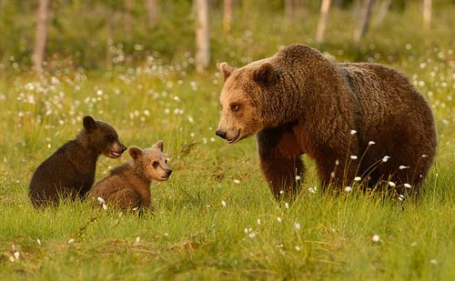Brown Bear With Cubs