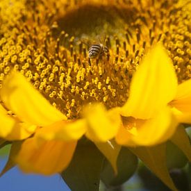 Sunflower by Eric Verhoeven