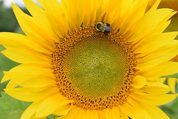 A bumblebee on a sunflower flower by Claude Laprise
