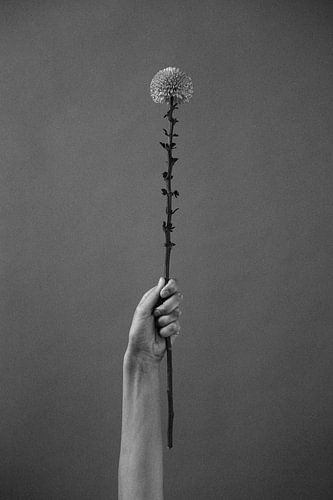 Gold-Gänseblümchen