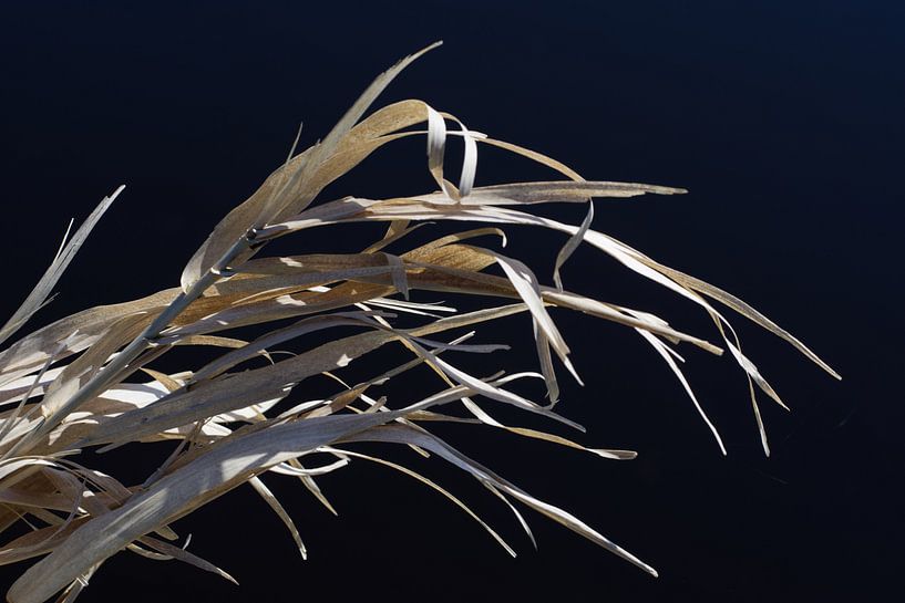 waving reed leaves at ditch side by Hans Lok