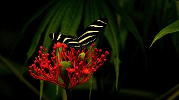 Vlinders van Maurice Cobben