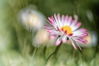 Gänseblümchen im strahlenden Licht von Nicc Koch Miniaturansicht