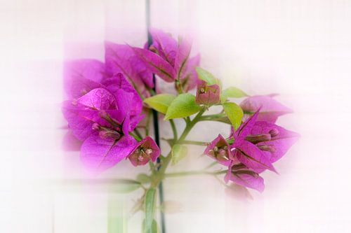 Cubisme floral