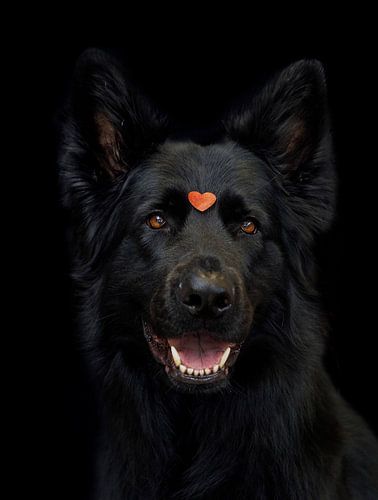 Schwarzer ehemaliger Deutscher Schäferhund mit einer freundlichen Schnauze, er hat ein rotes Herz auf dem Kopf