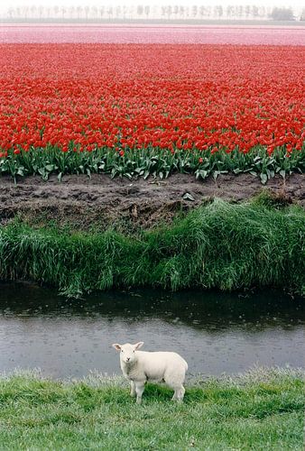 lentelammetje 