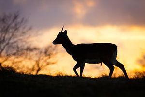 Fallow deer @ sunset van Pim Leijen