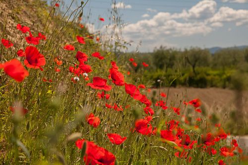 Klaprozen in Toscane (Santa Maria a Monte)