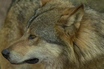 Close-up of the wolf by Eric Wander