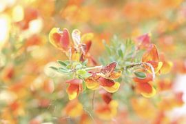 Abstracte fotografie | Abstract expressionisme | Modern abstract | Brem met oranje rode bloemblaadjes van Art. by Janine