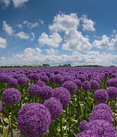 Globemasters sur Rene van der Meer