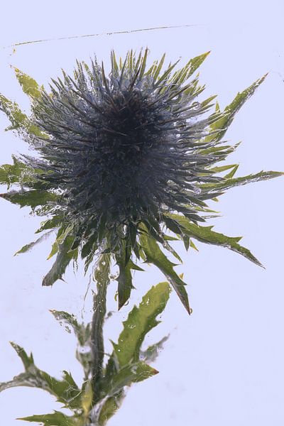 Distel in ijs 2 van Marc Heiligenstein