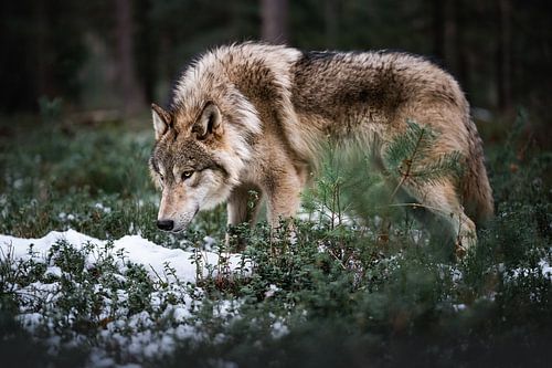 Le roi de la nature sauvage