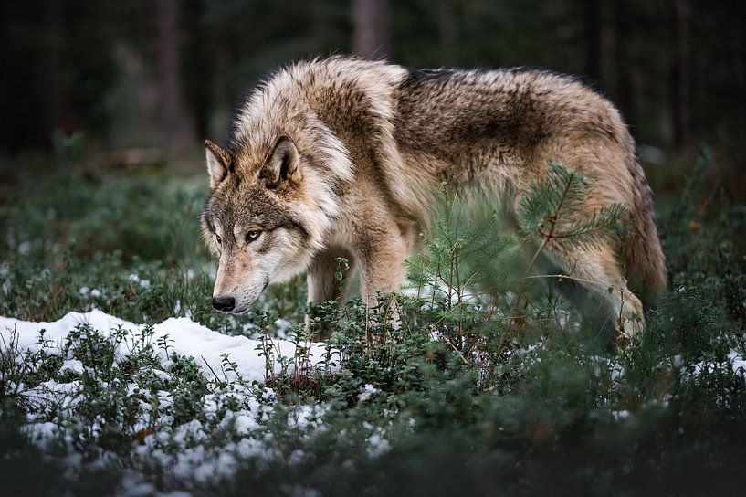 King of the Wilderness by Thymen van Schaik