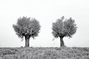 Des saules dans le brouillard