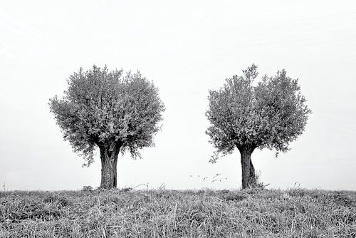 Willows In The Fog by Peter Bongers